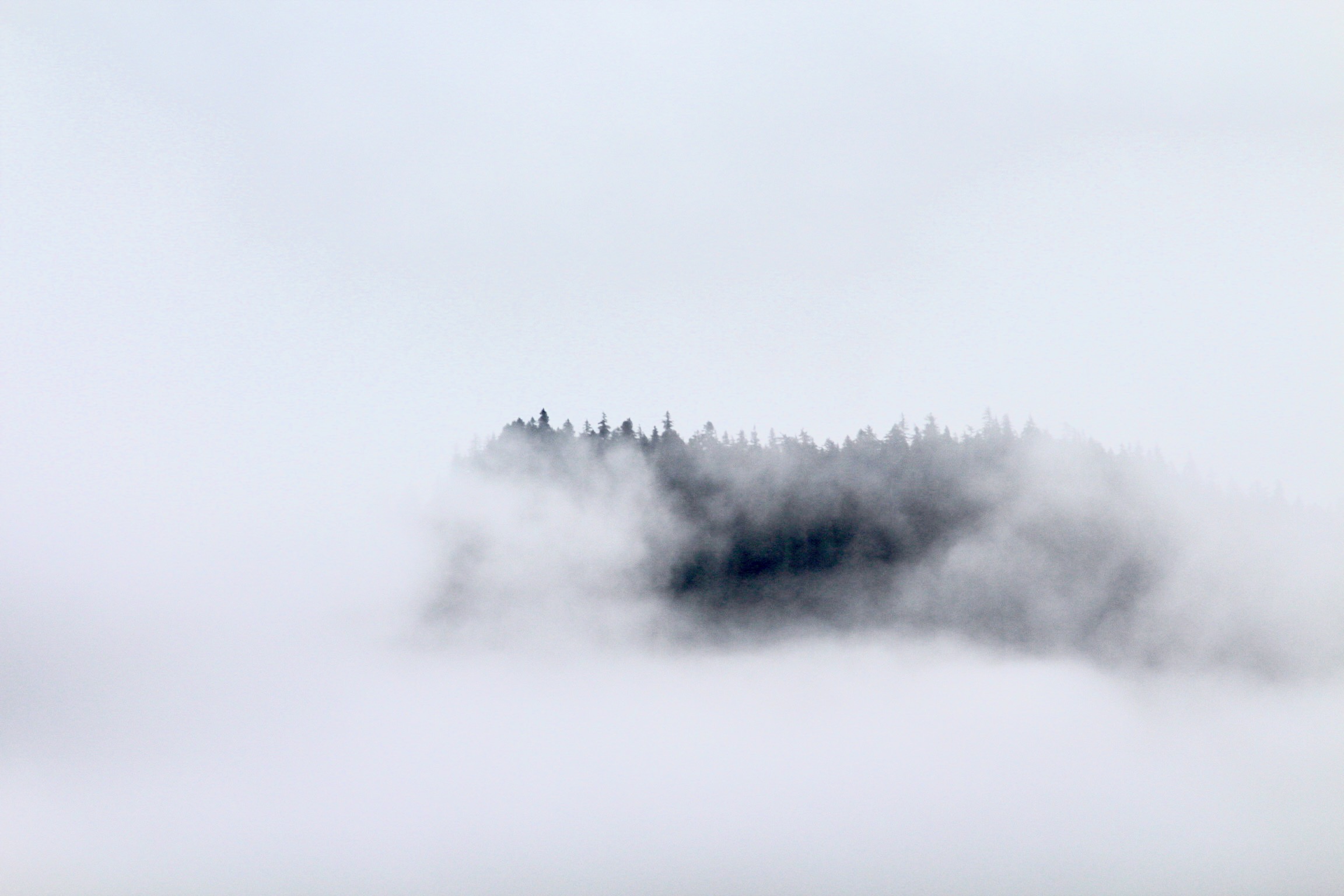 Forest in Mist